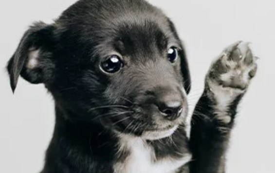 Fur Sisters Fundraiser at KMH Home