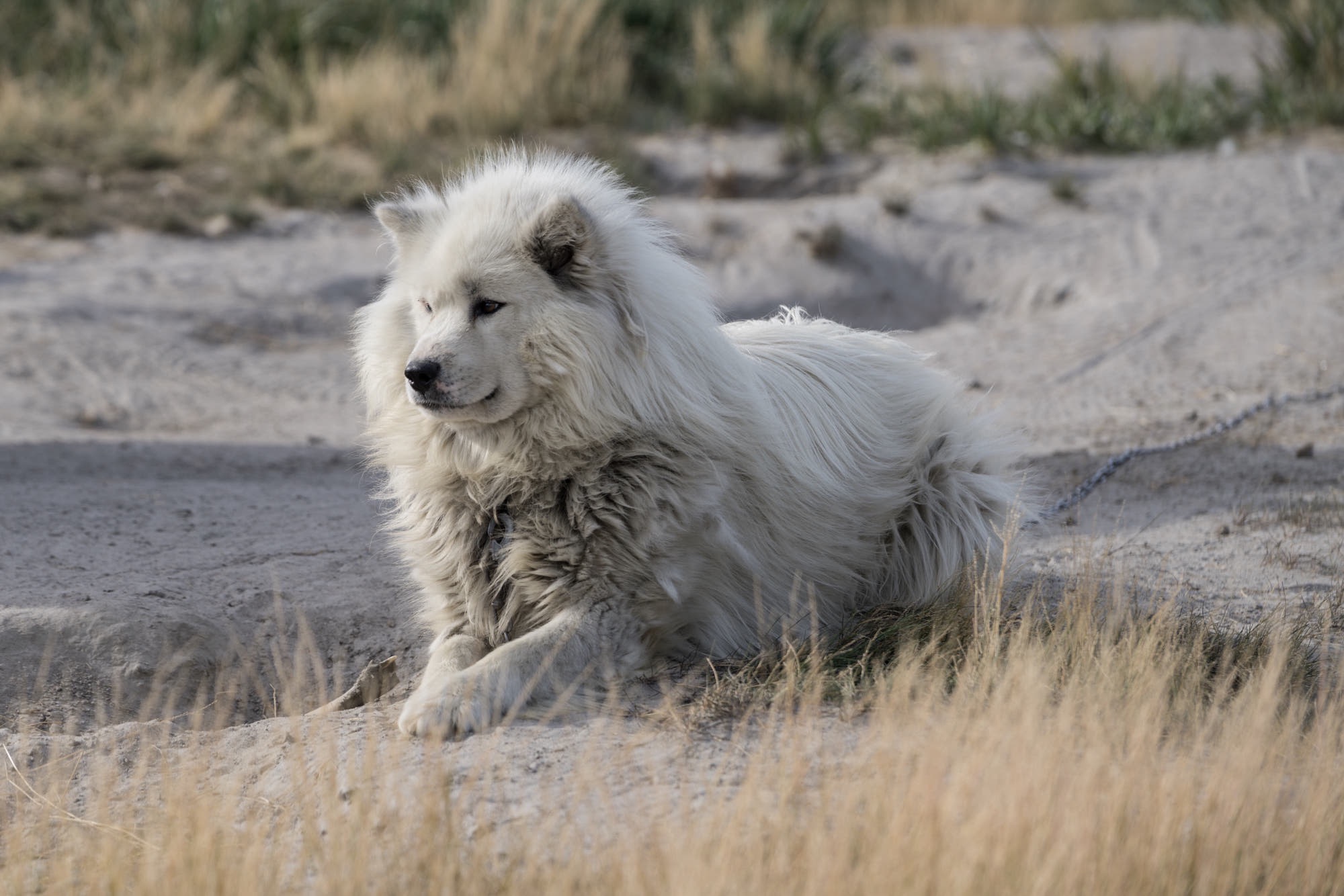 Arctic Lion