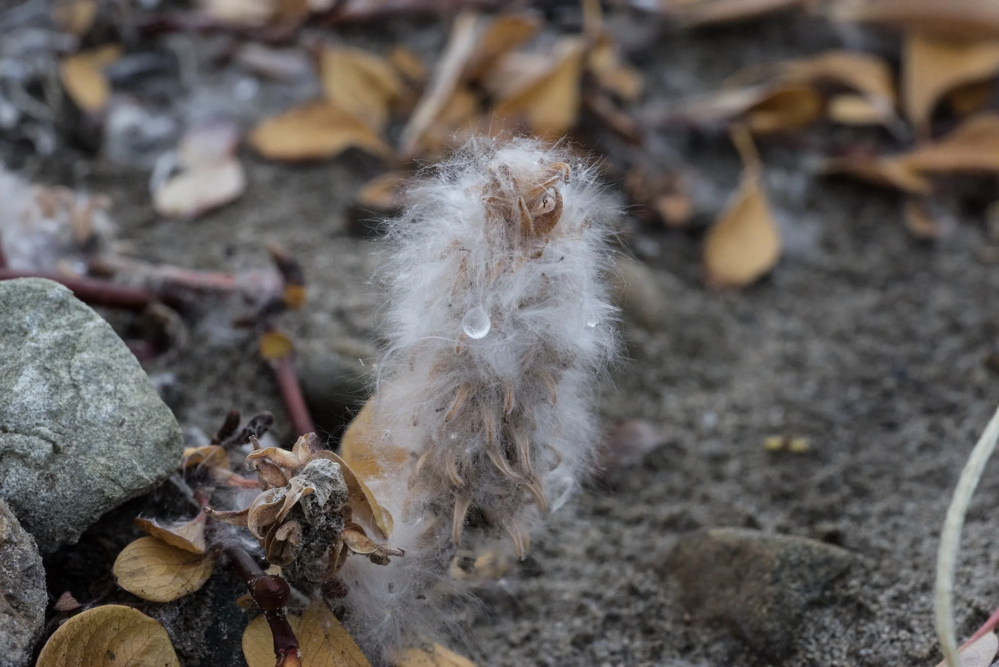 Arctic Willow
