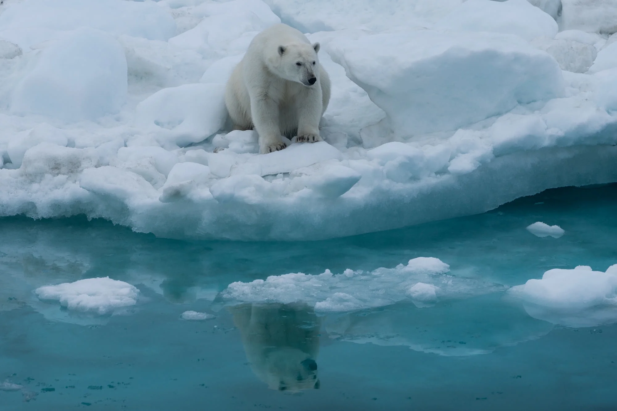 King Of The Arctic