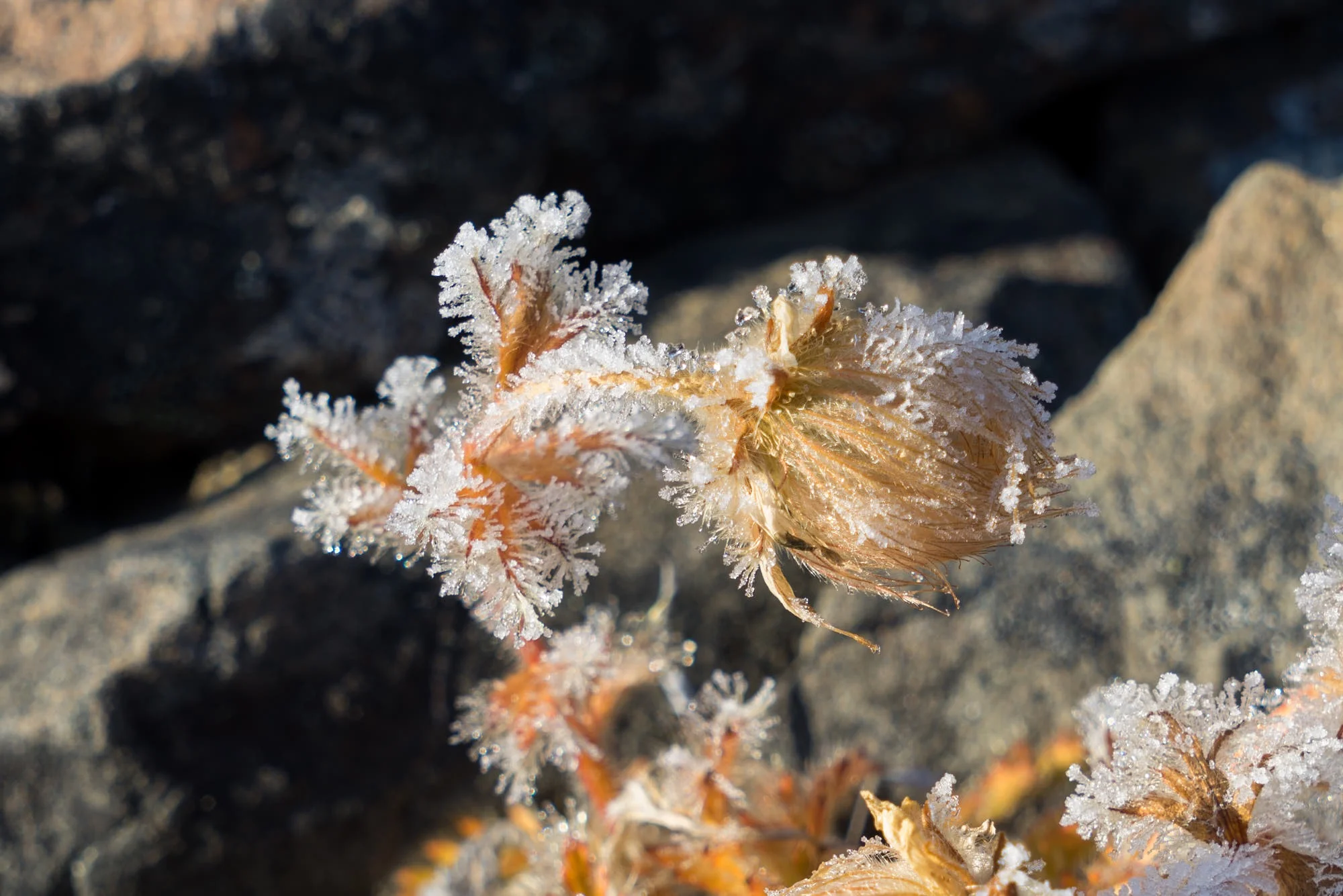 Frozen Poppy