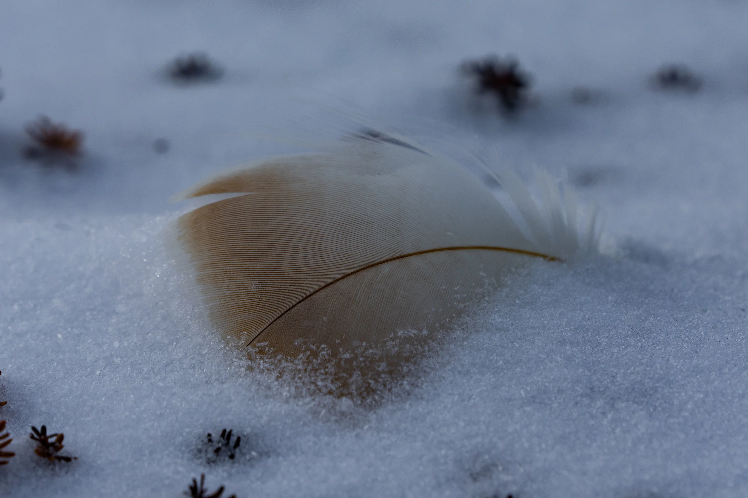 Delicate