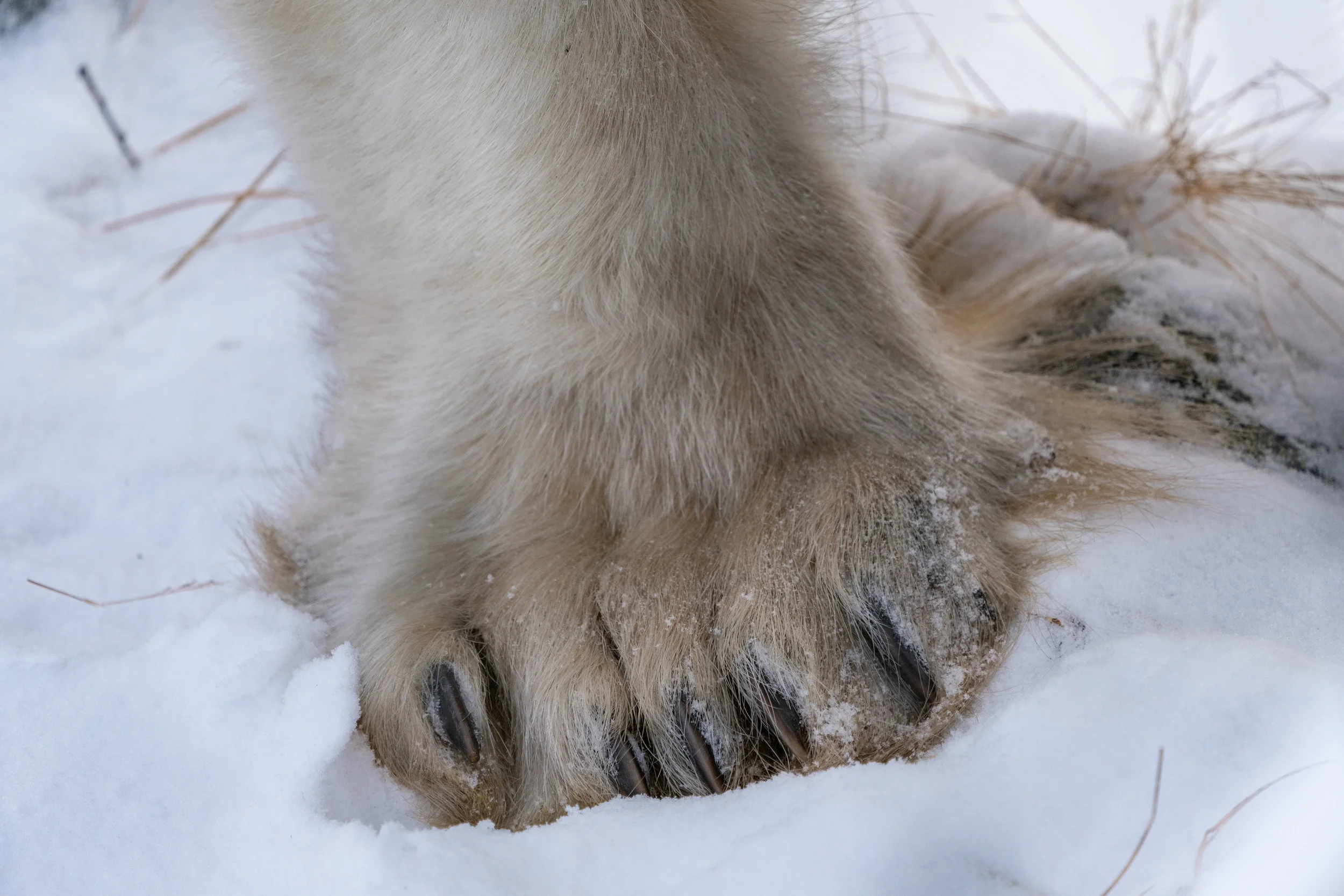 Pete: Old Feet