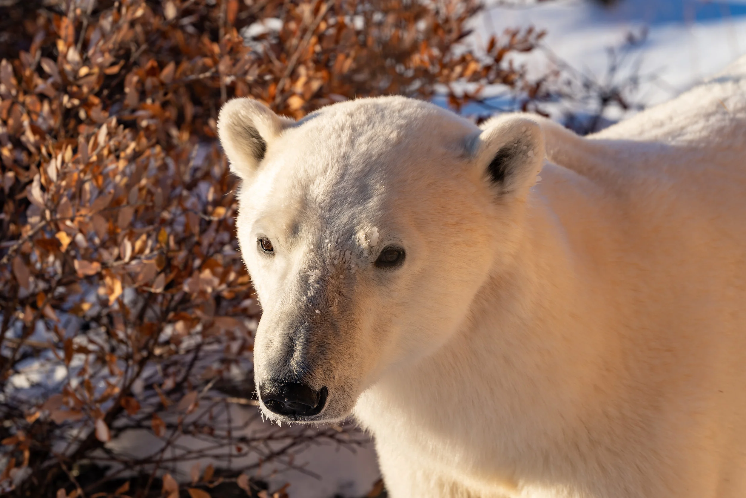 Arctic Beauty