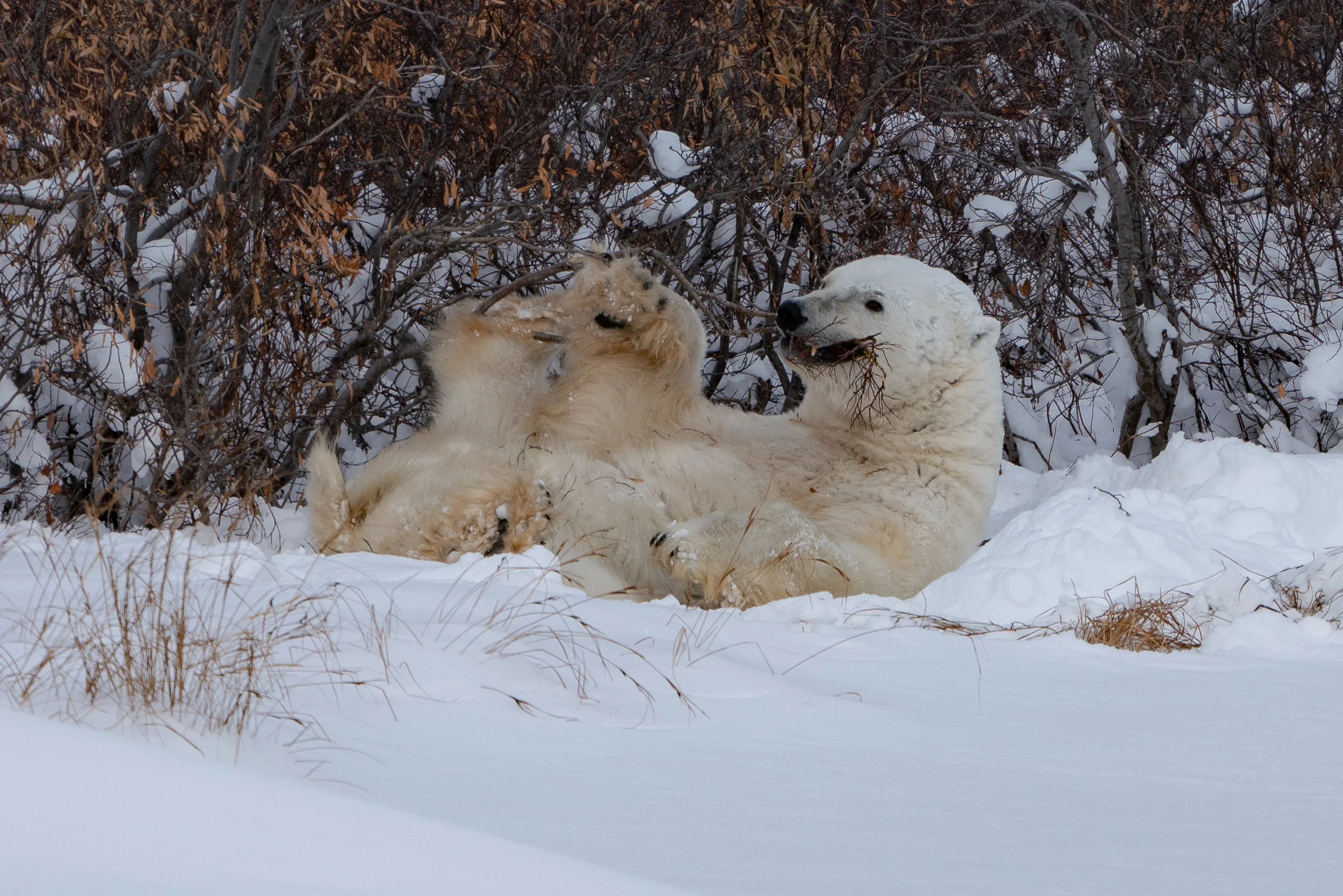 Yoga Bear