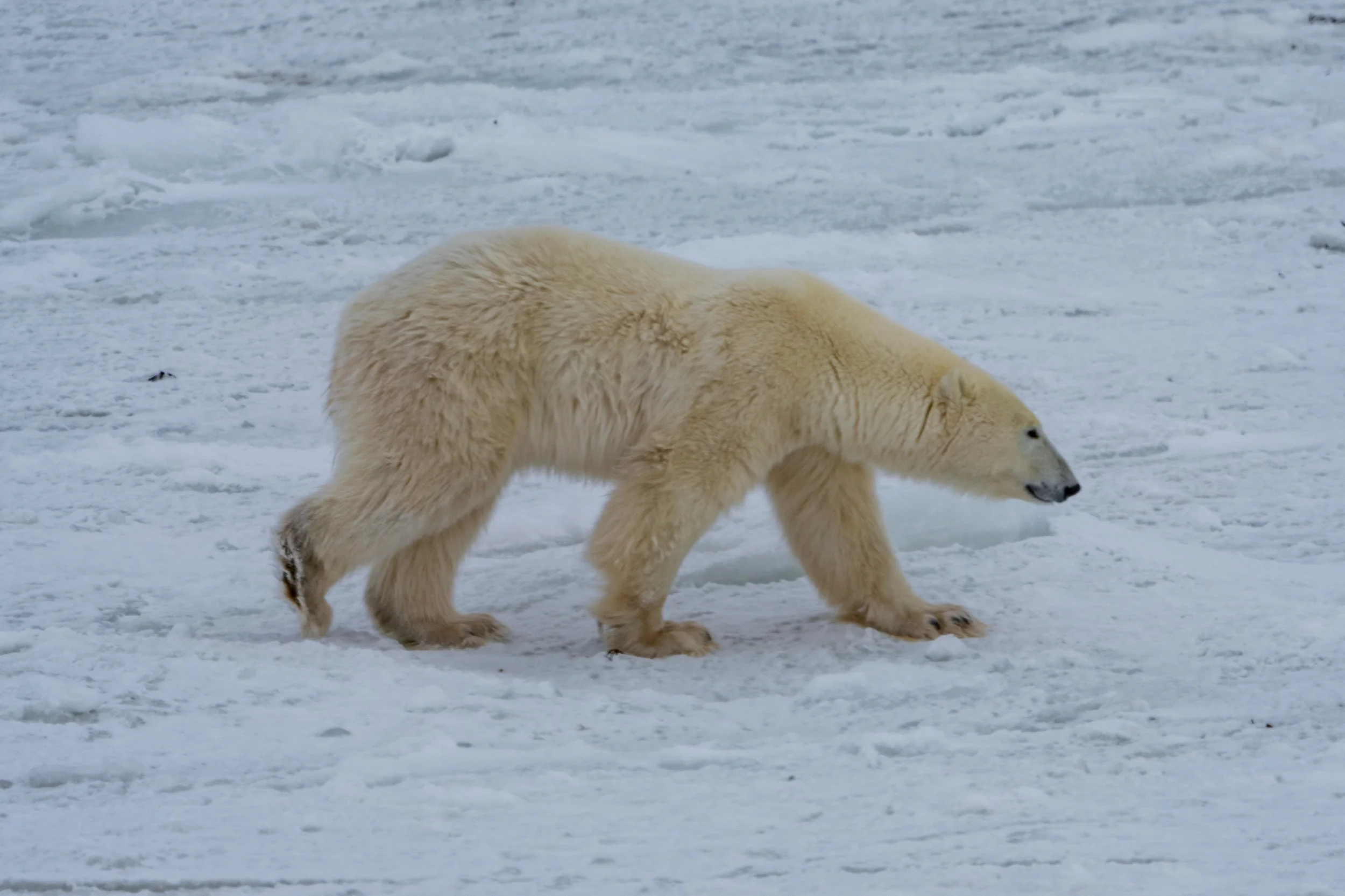Bear Walk