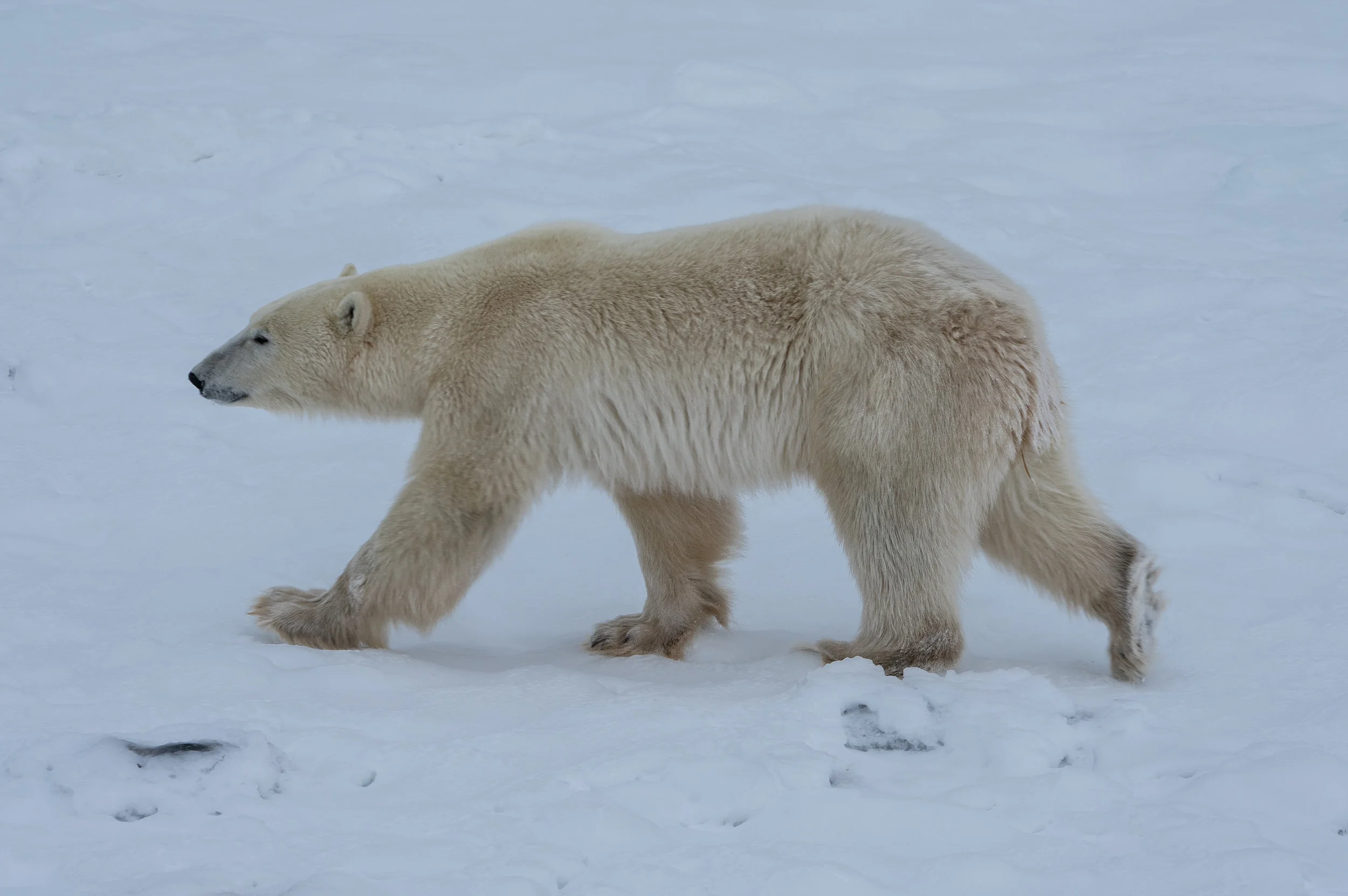 Polar Bear Stride