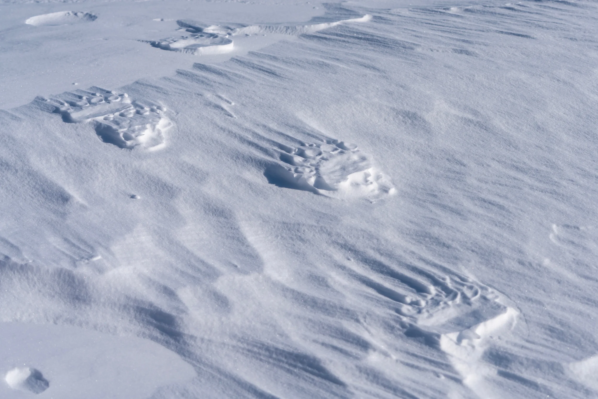 Bear Tracks