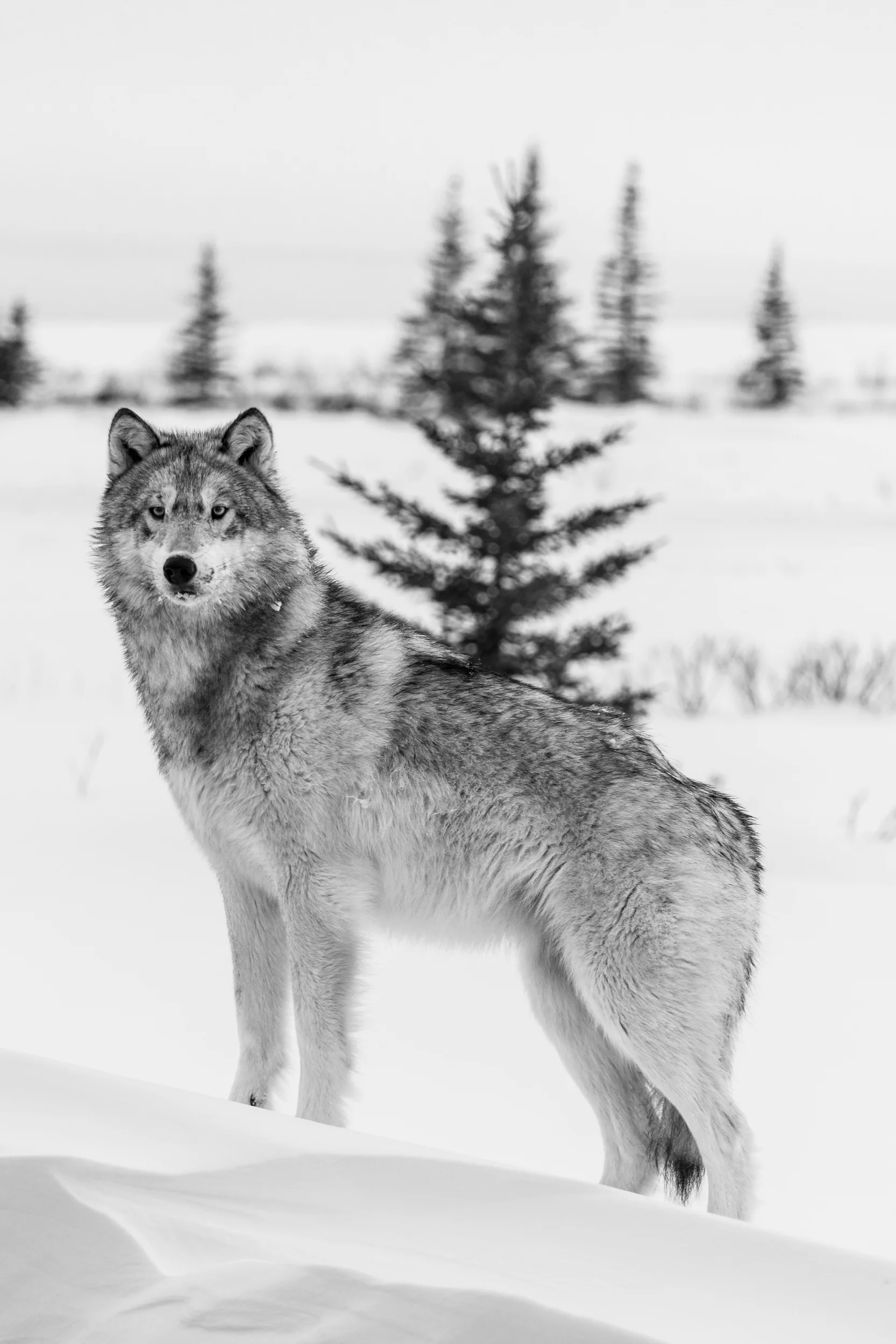 Grey Wolf
