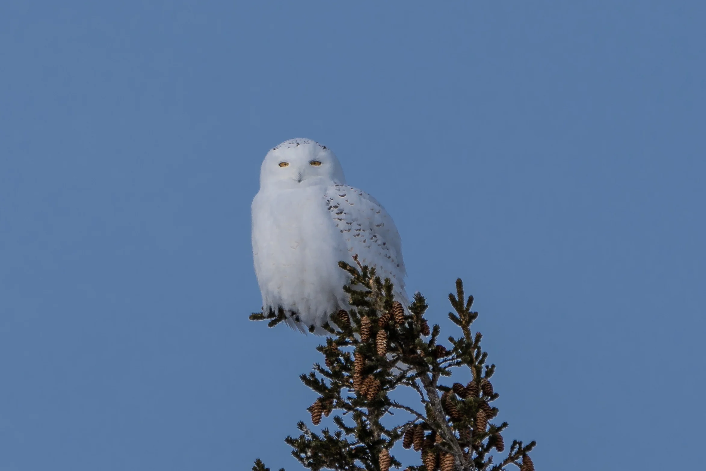 Tree Top