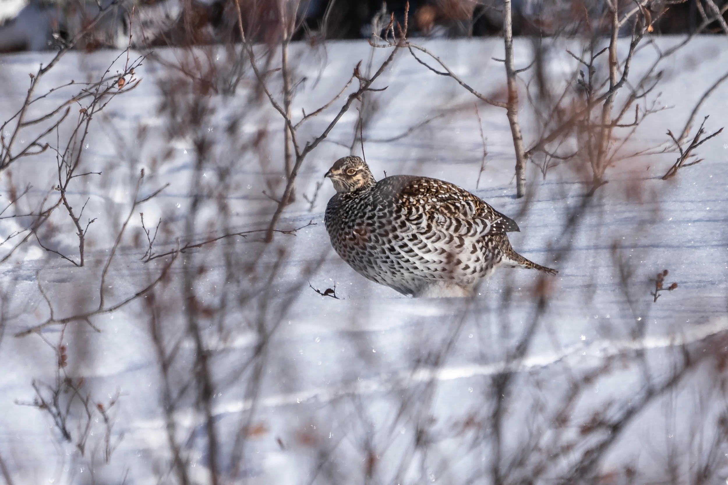 Camouflage