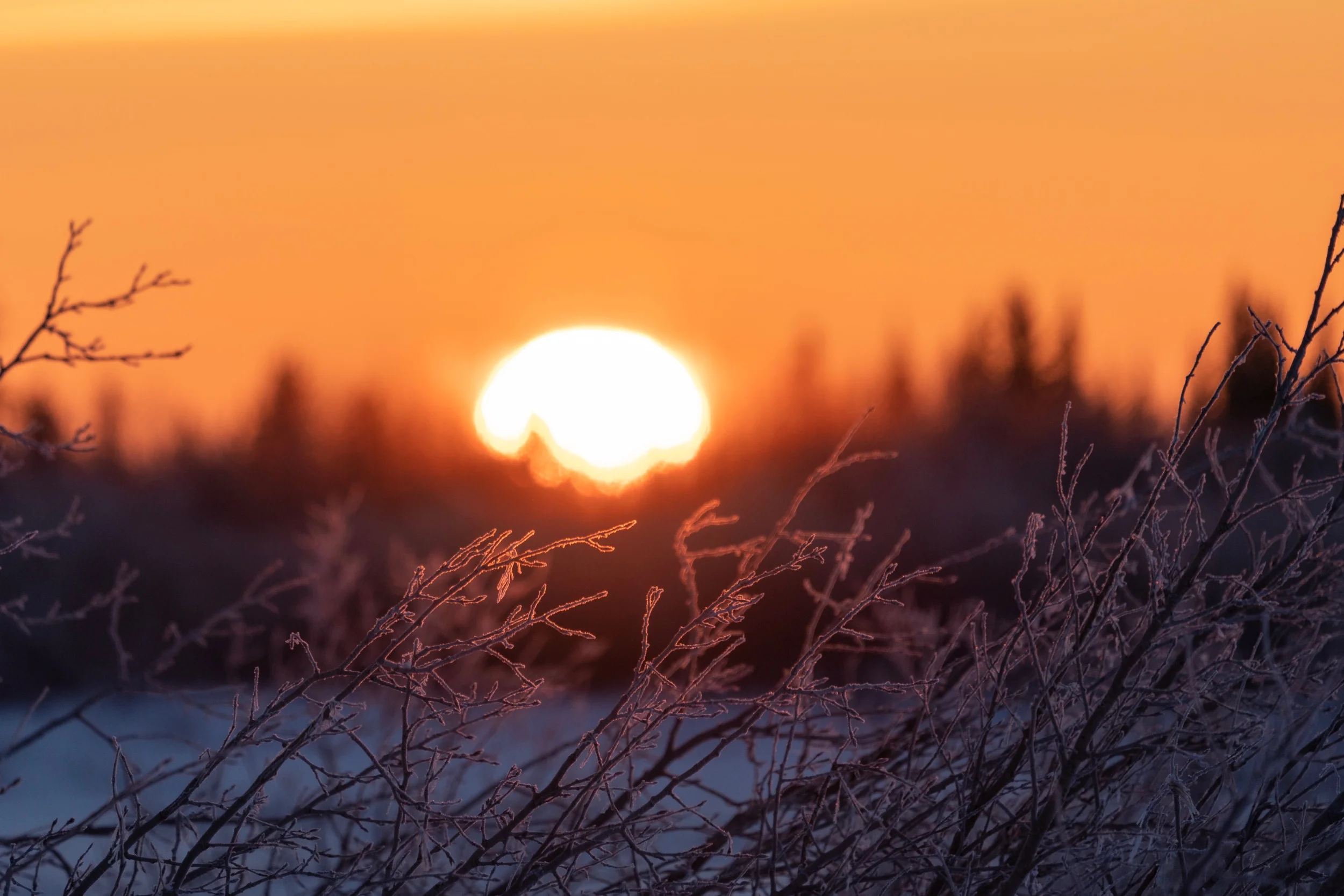 Frozen