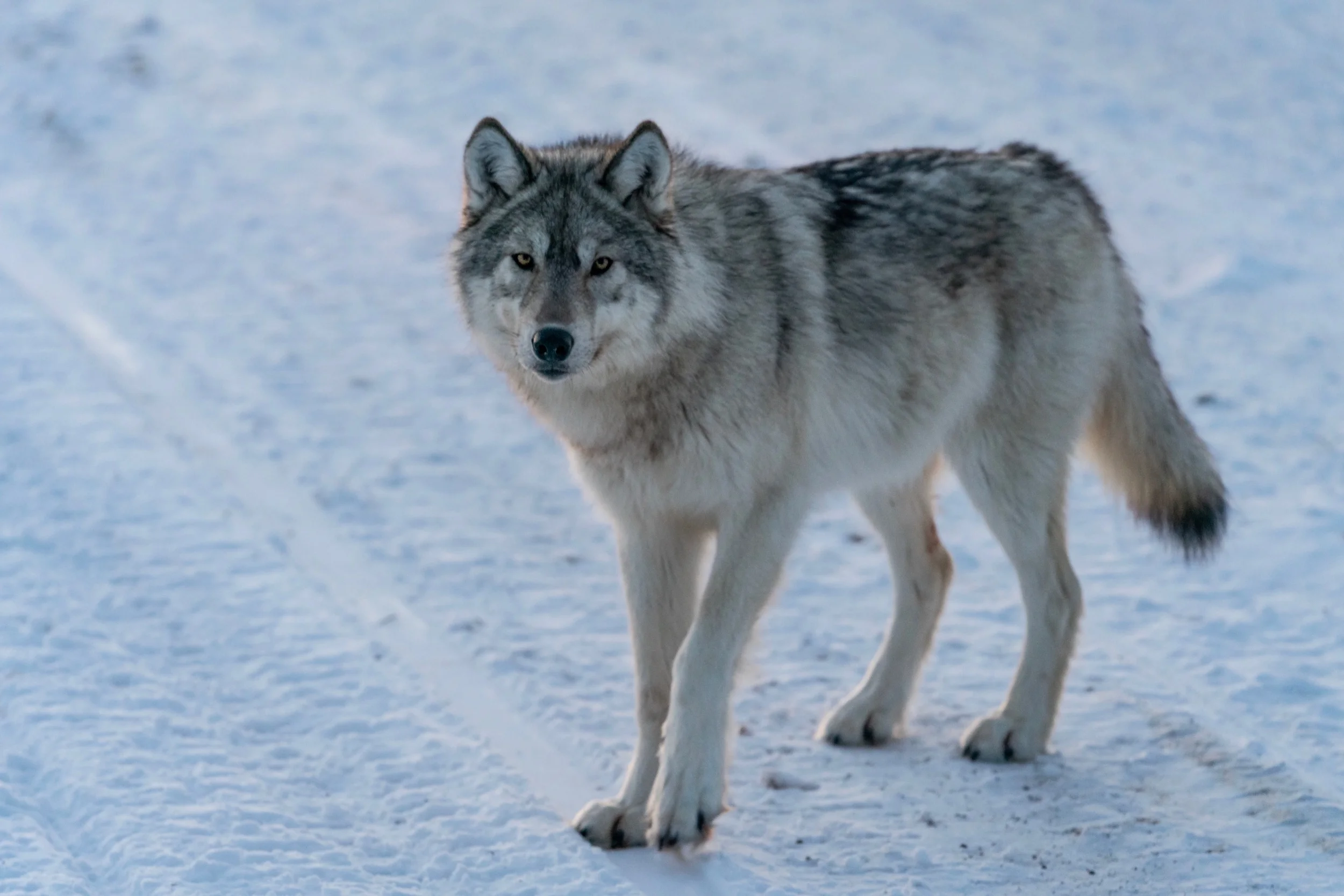 Touched By The Arctic