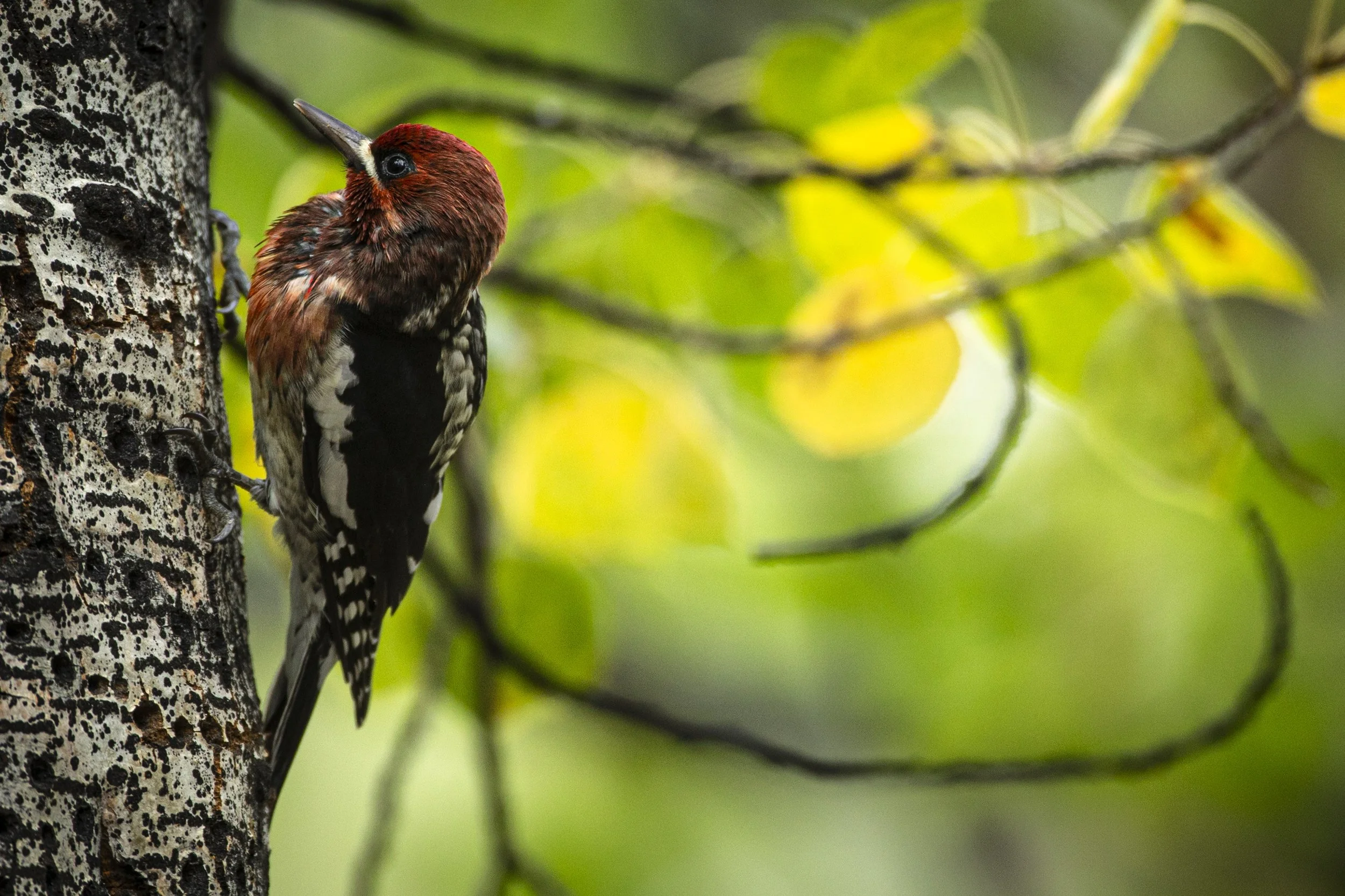 Sap Sucker_1 copy.JPG