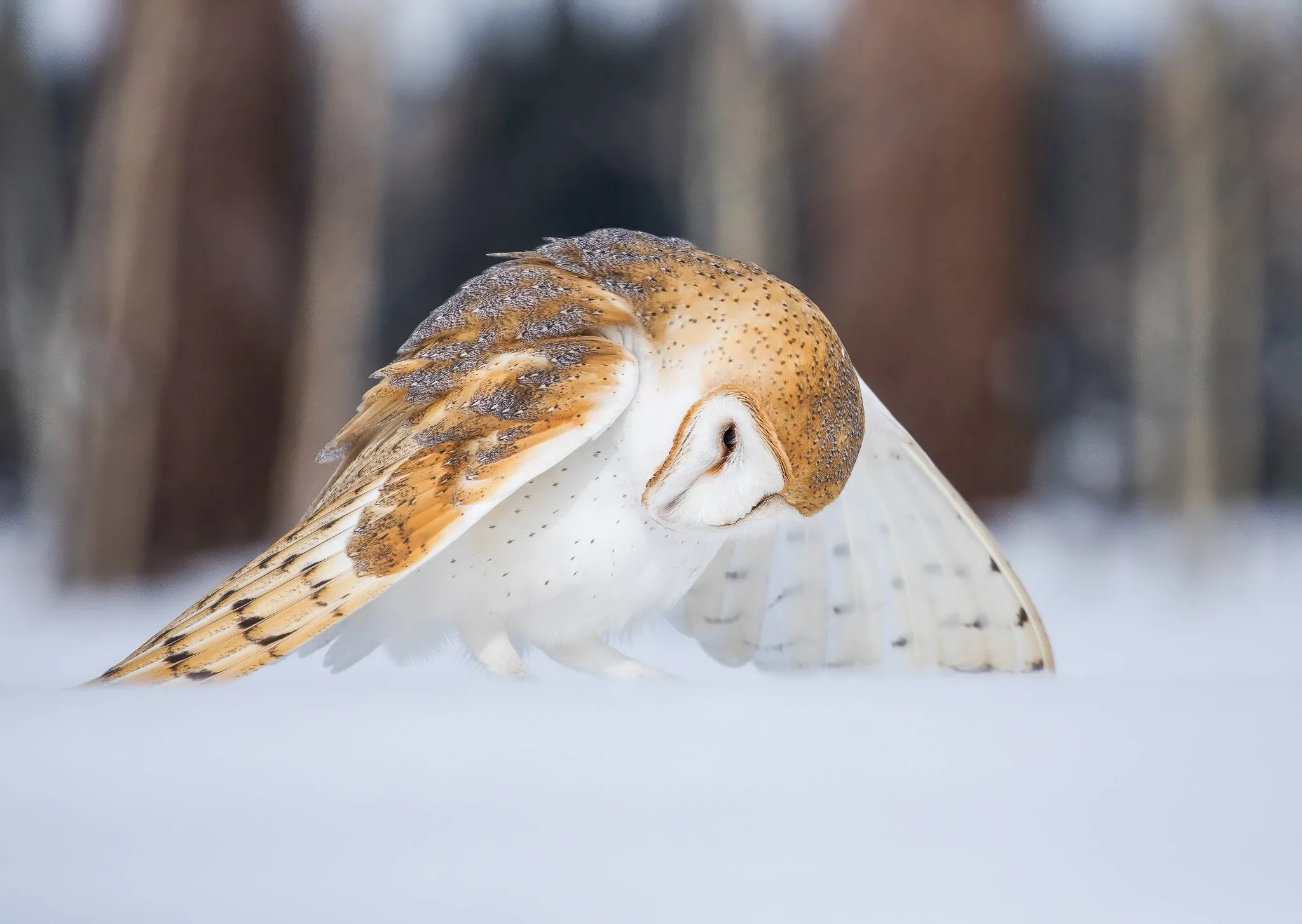 Owl 24x18 NewTest.jpg