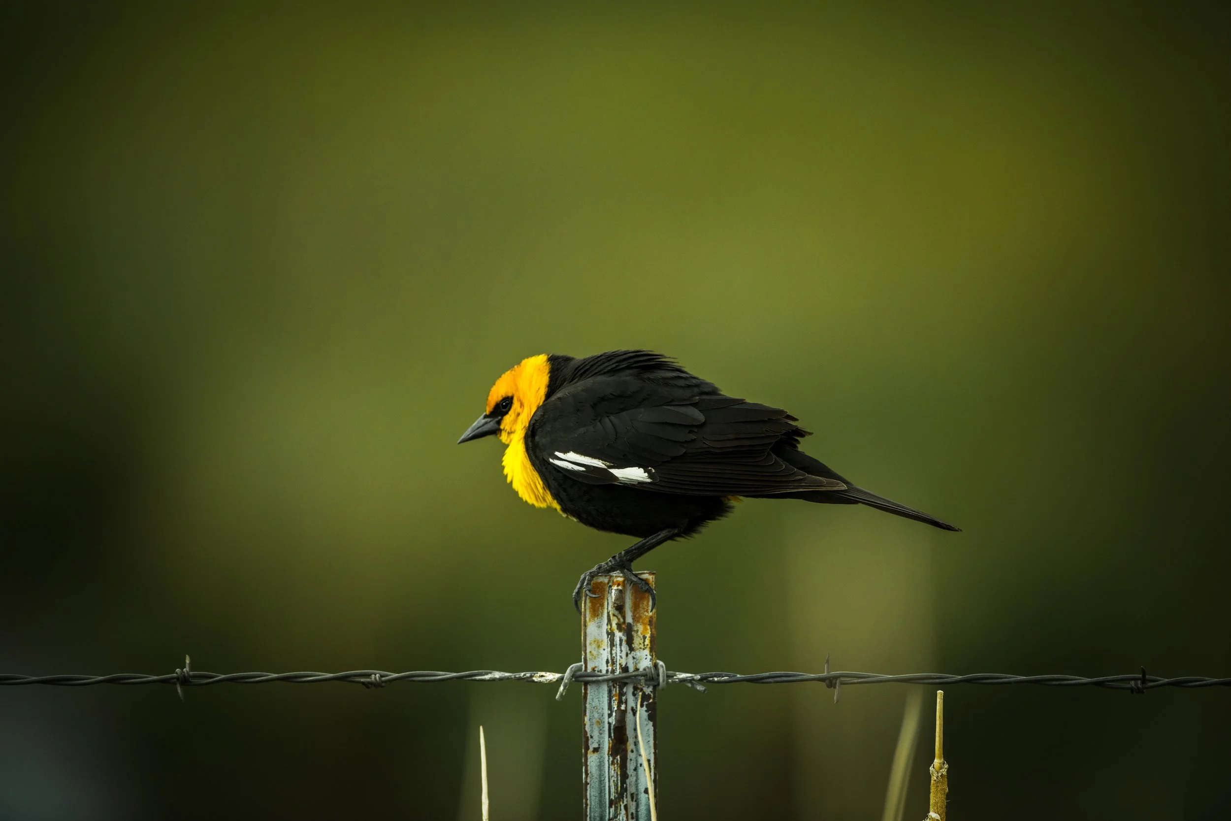 YellowBlackBird 20x30-1.jpg