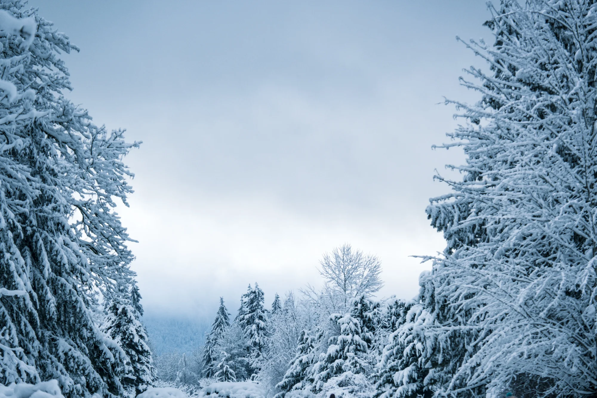 Snow Day Sammamish 2017_02_06-22.jpg