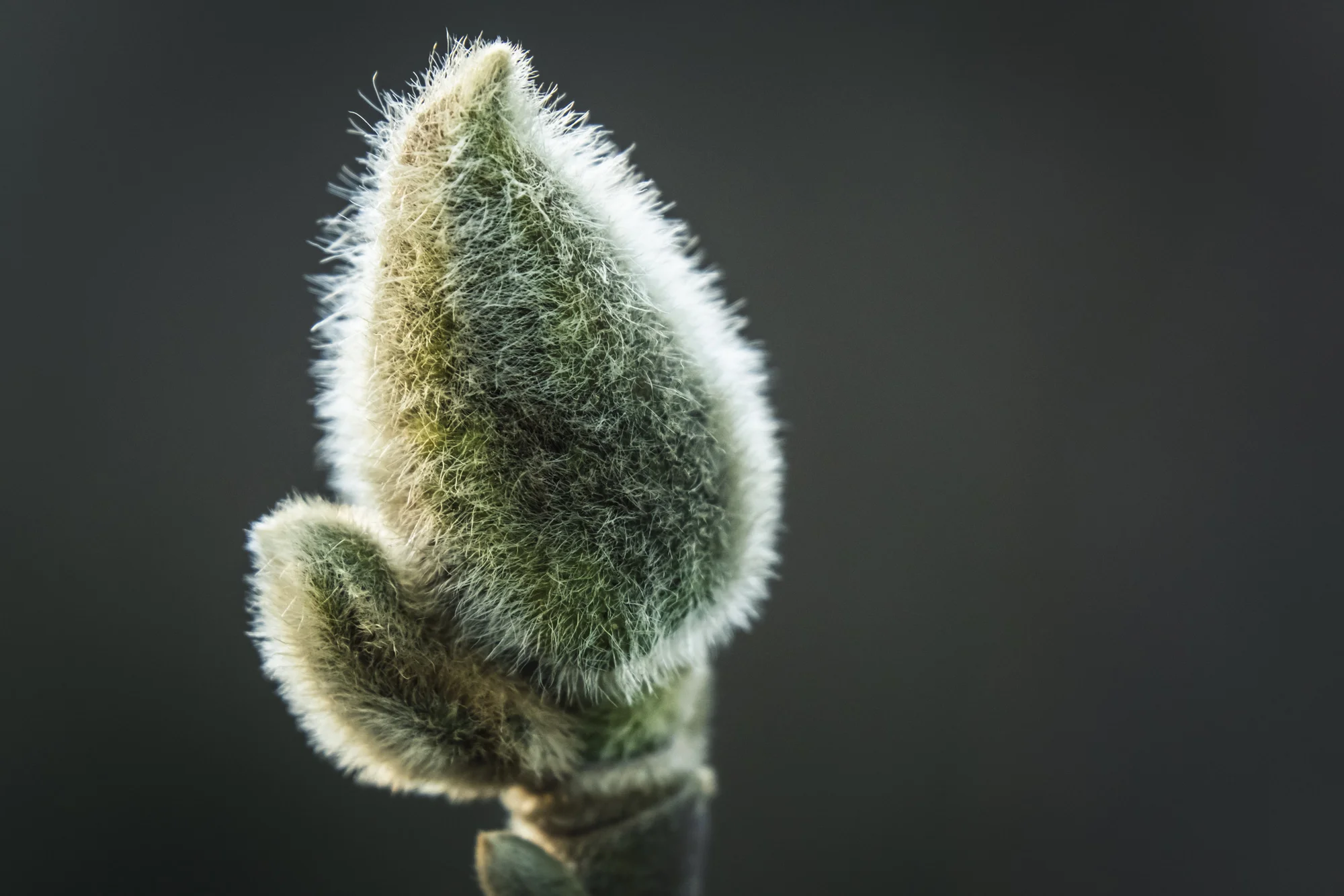 Bellevue Botanical Garden 2017_02_17-11.jpg
