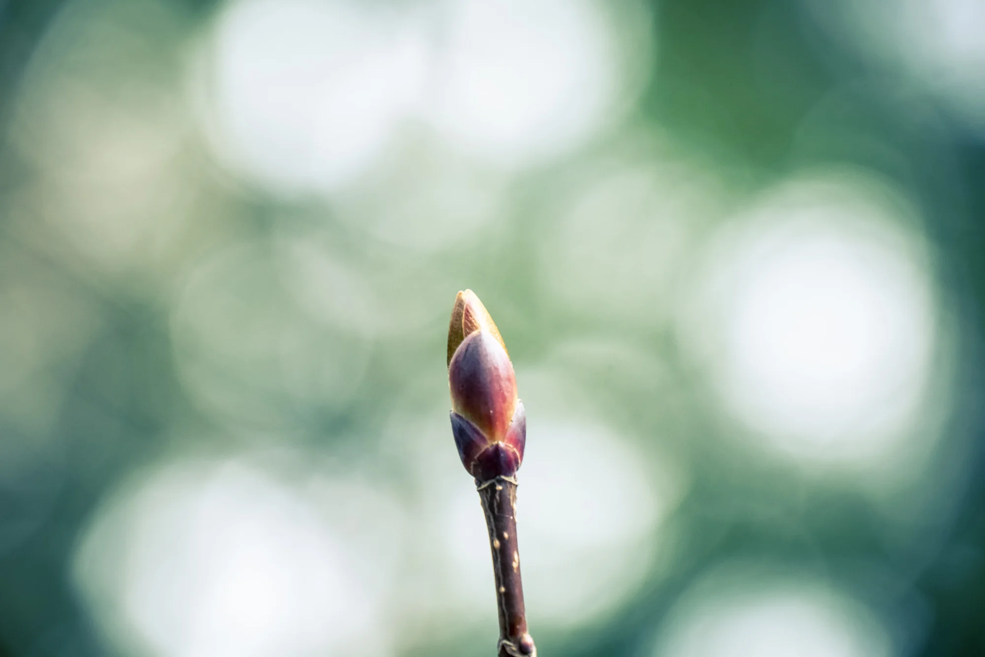 Sammamish 2018_04_18-116.jpg