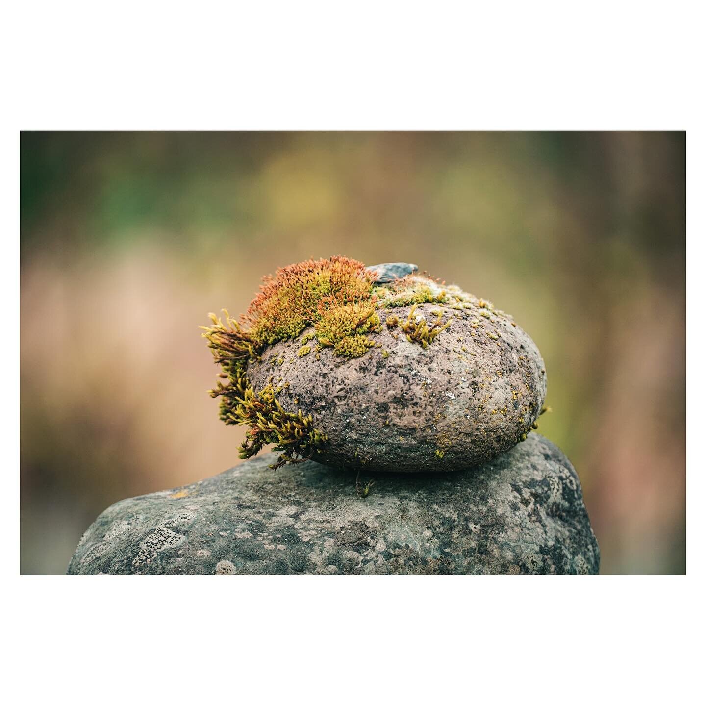 Two moments of Zen in the Bellevue Botanical Garden.