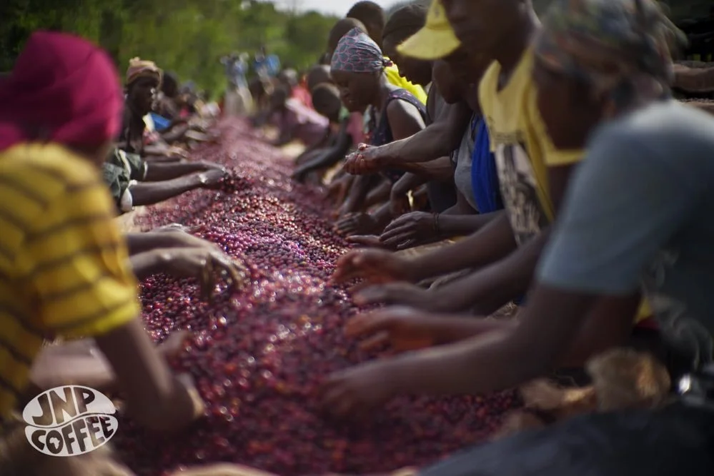 BURUNDI-MUYINGA-GASHOHO-NATURAL3.jpg