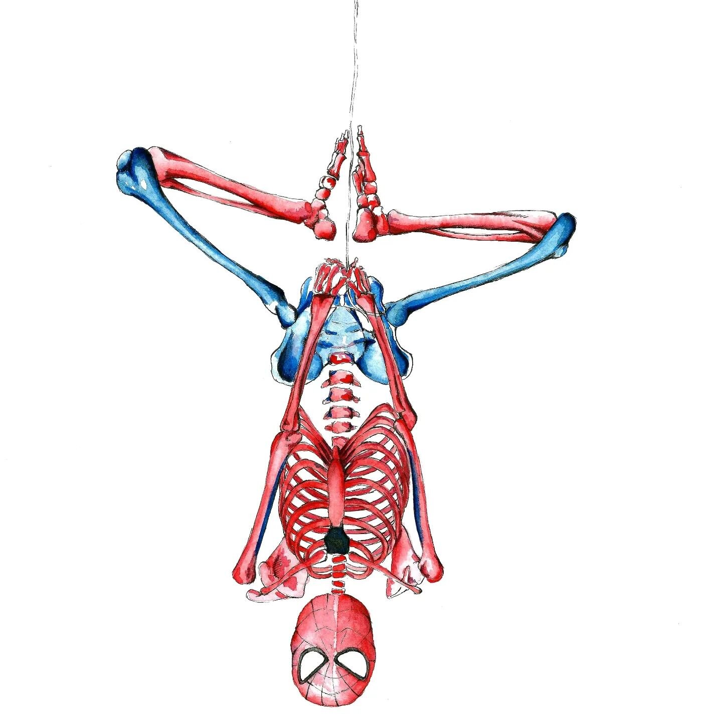 Hanging out before nightshift.
.
.
.
#spiderman #anatomyart #anatomy #medicine #doctor #medical #medicalschool #anatomicaldrawing #almostanatomical #study #medicalillustration #watercolour