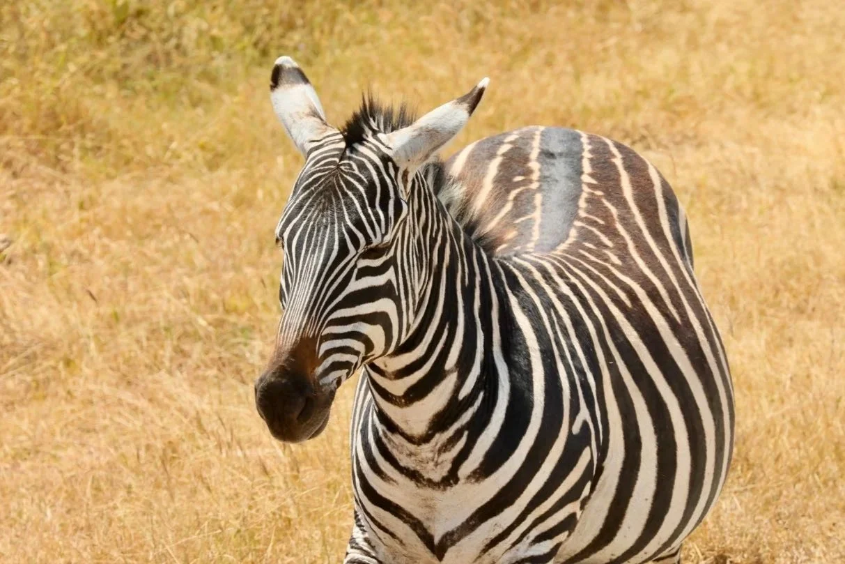 Zebra