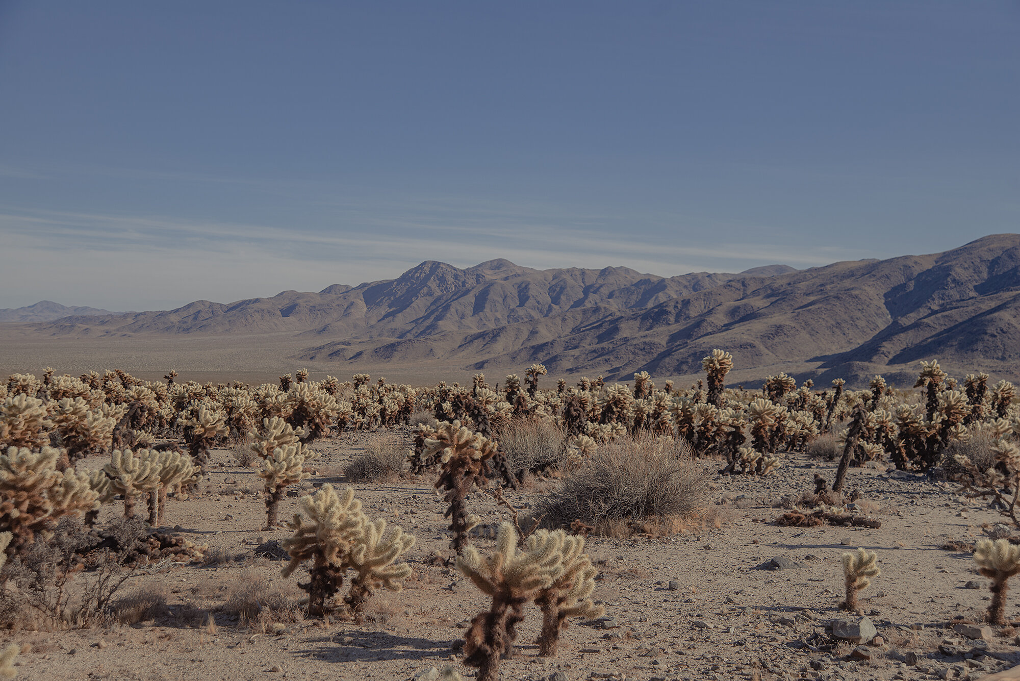 Joshua Tree