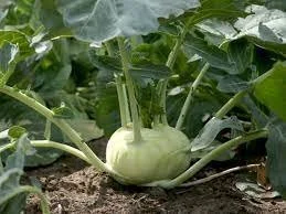 green_kohlrabi.jpg