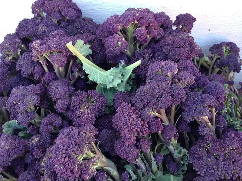 purplebroccoli.jpg