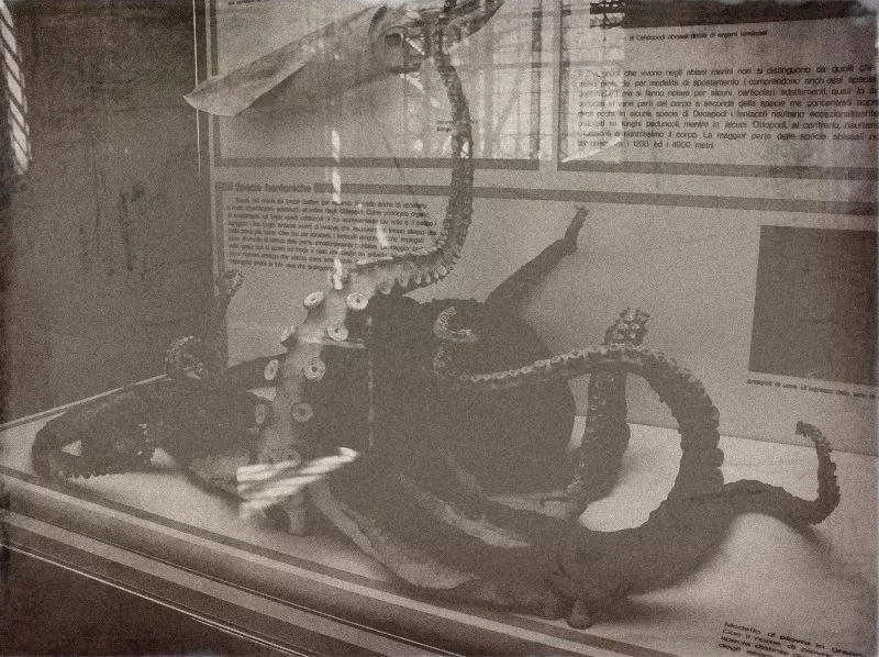 octopus 1.jpg