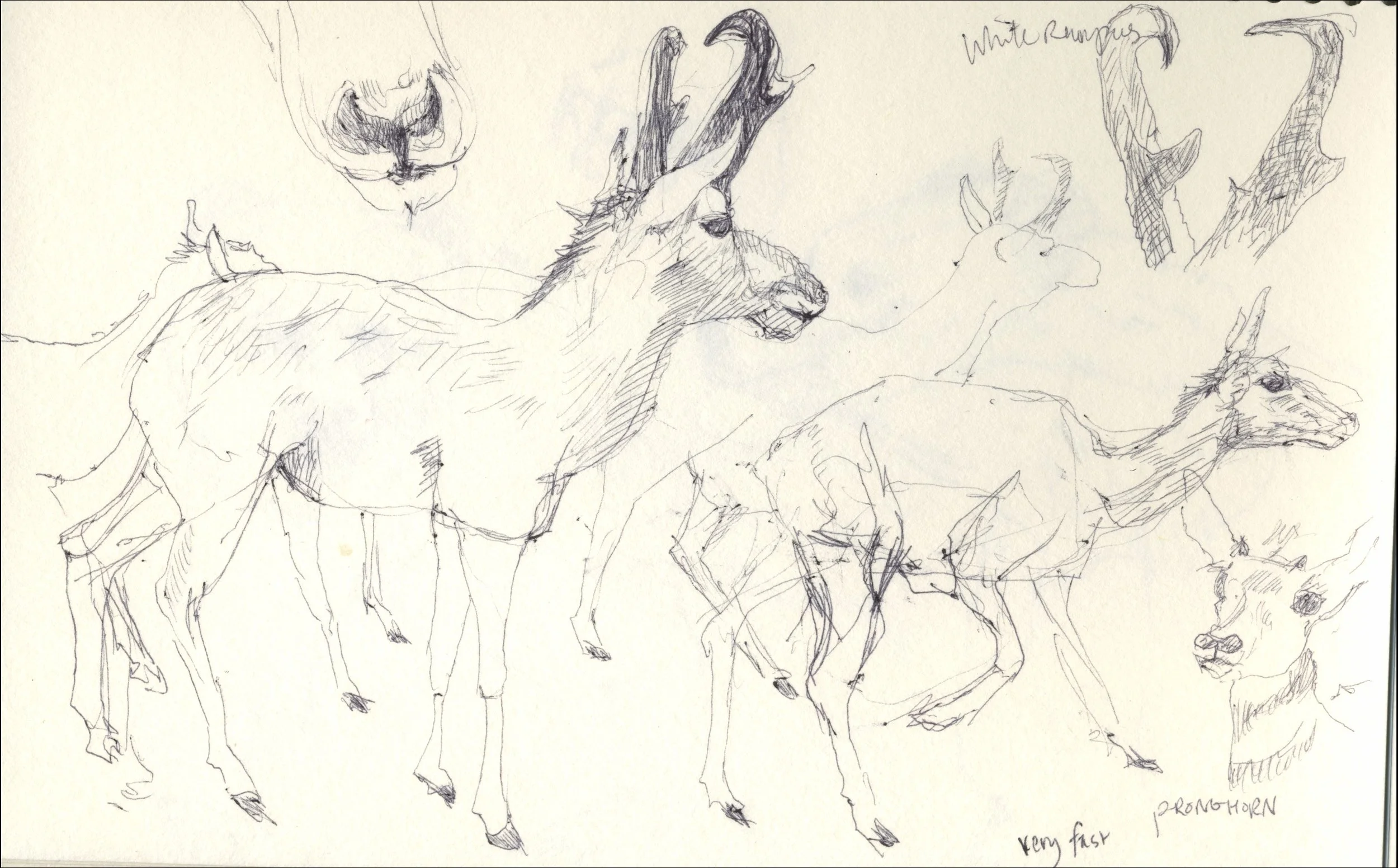 Pronghorn sketch