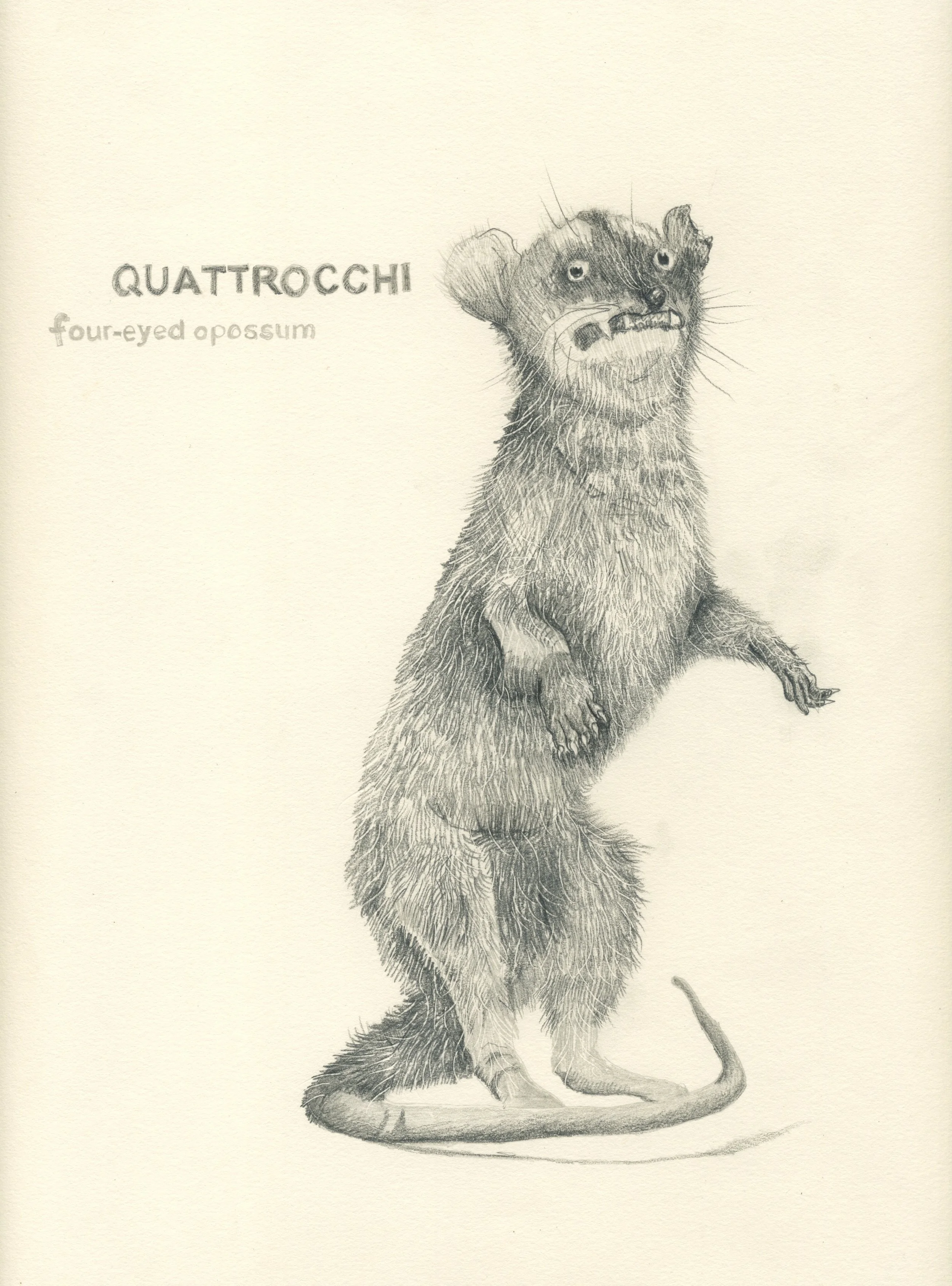Milanese Opossum
