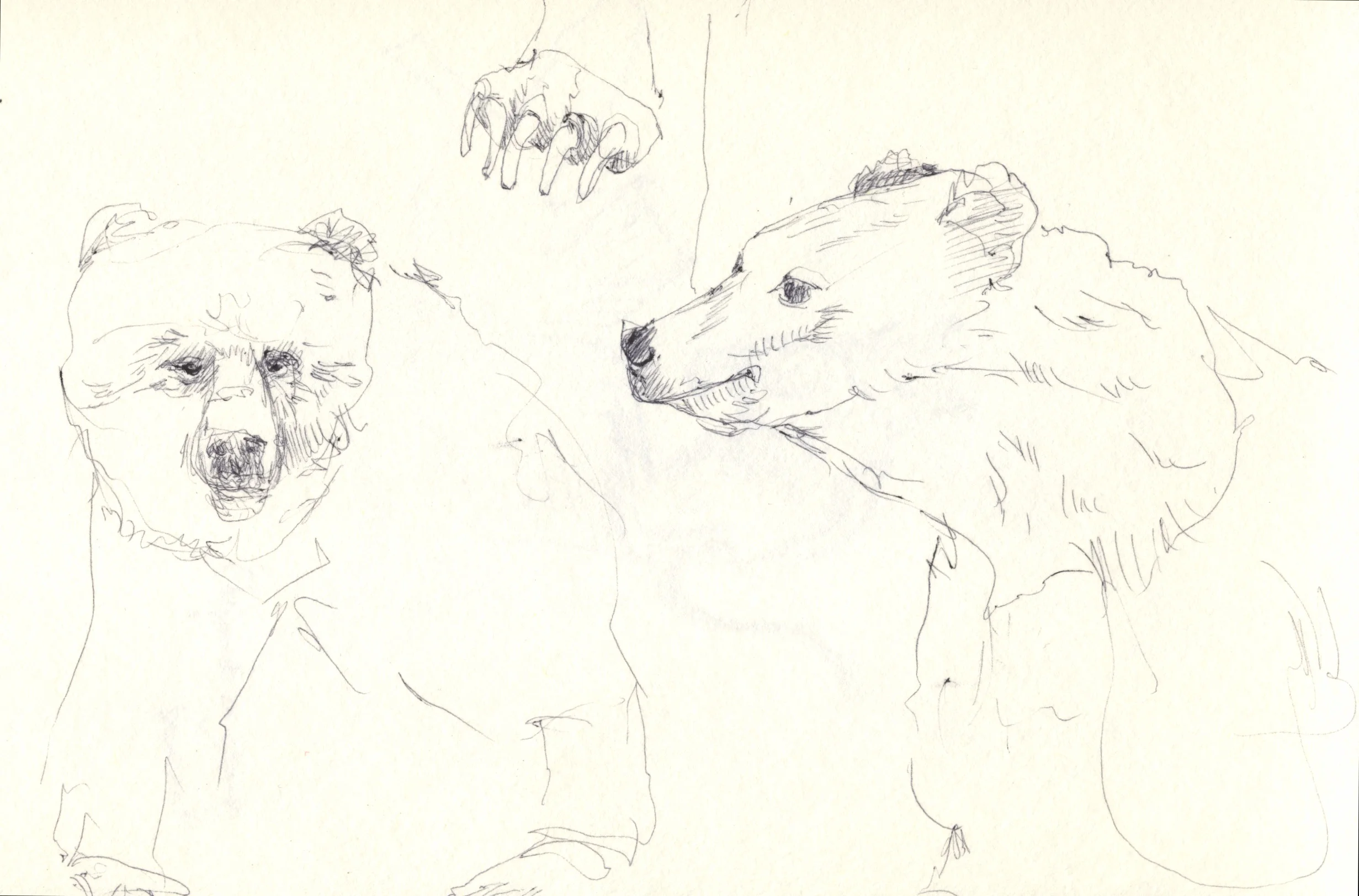 Bear sketch
