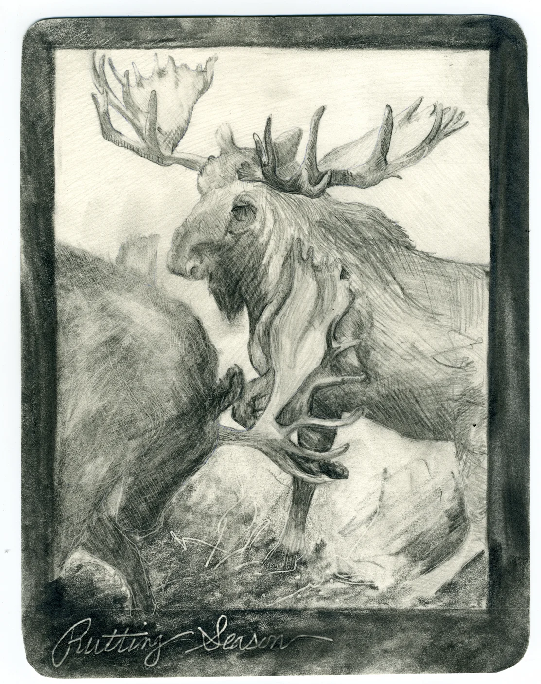 Rutting moose