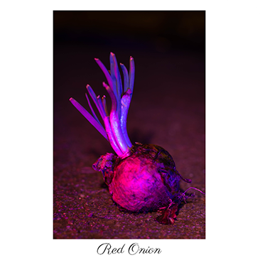 onionthumbnail_1.png