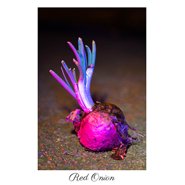 onionthumbnail_3.png
