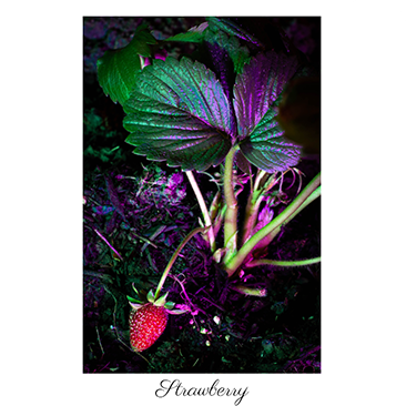 strawberrythumbnail_1.png