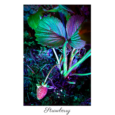 strawberrythumbnail_3.png