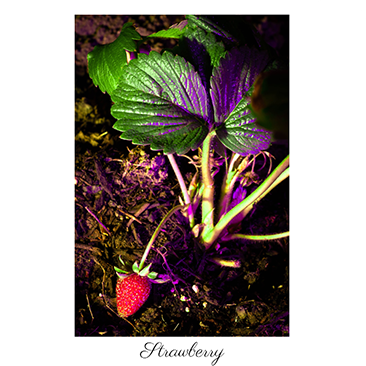 strawberrythumbnail_6.png