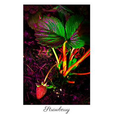 strawberrythumbnail_8.png
