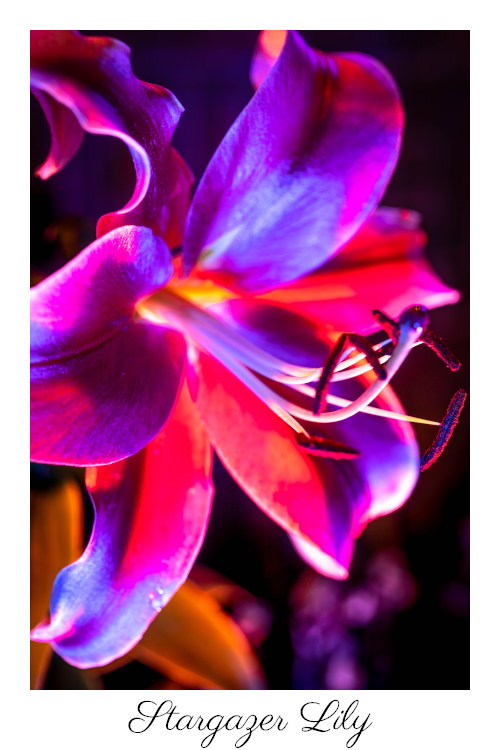 lily2.png