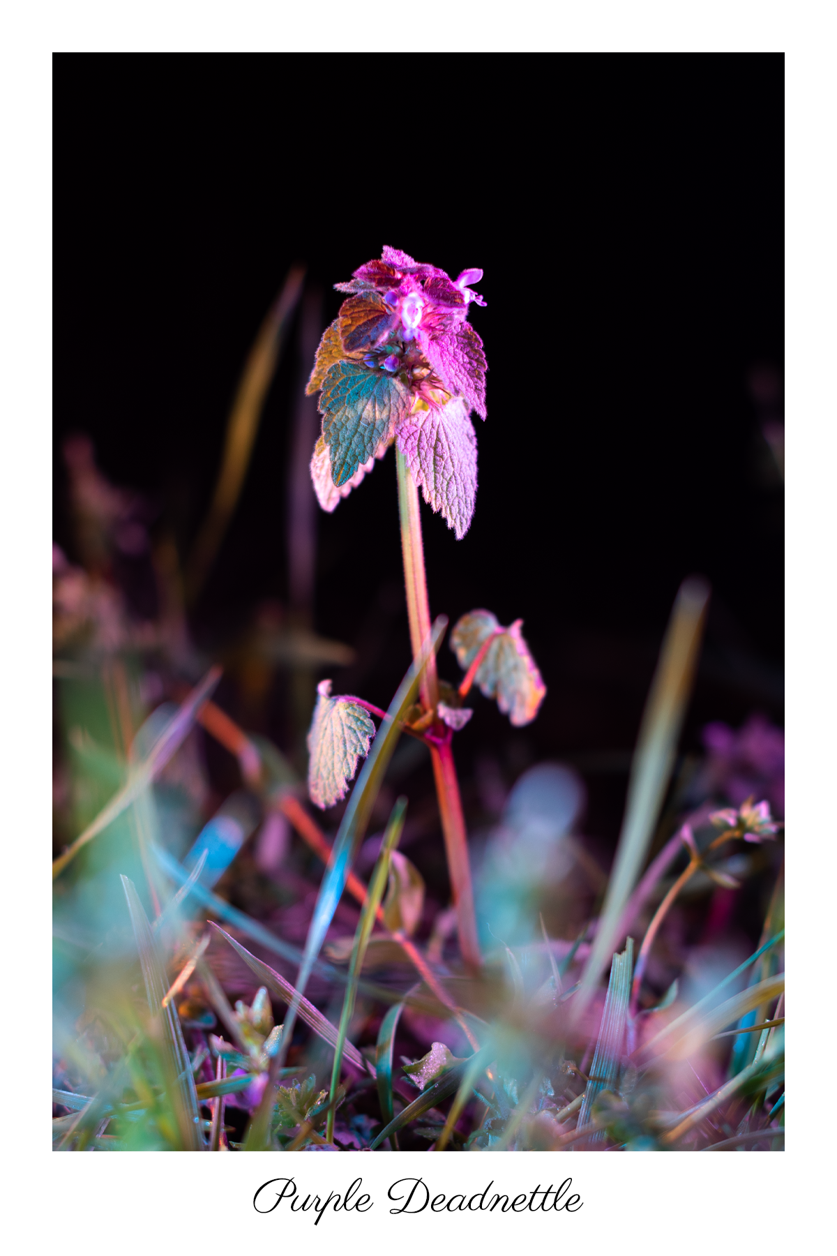 deadnettle_1.png