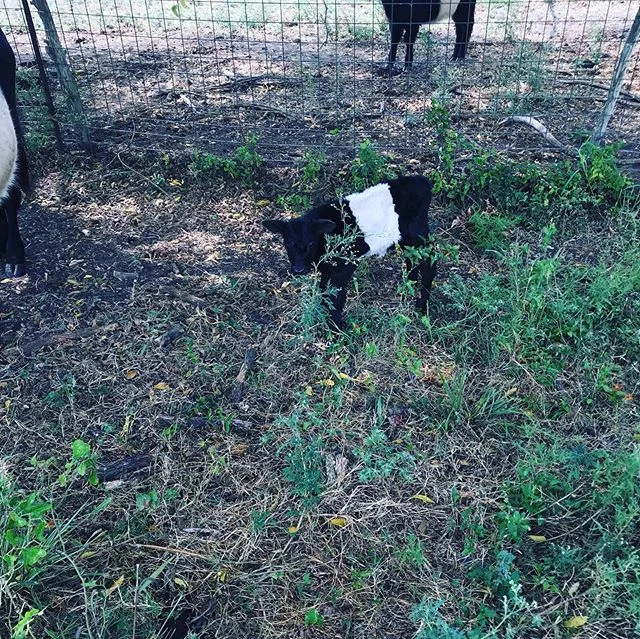 Two beltie calves in one day!