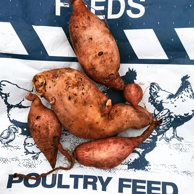 Sweet potato pie and shut my mouth.......!