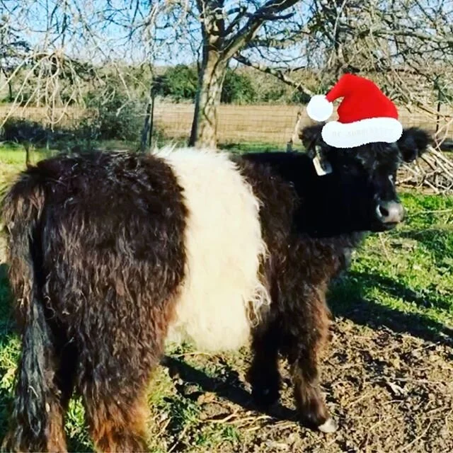 Merry Christmas from 5 N Farms!