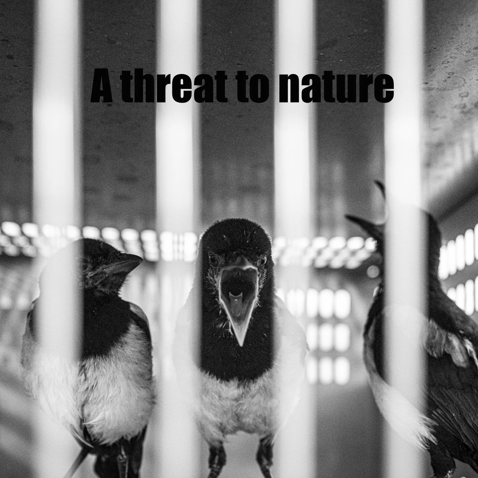 How to save wildlife ?
