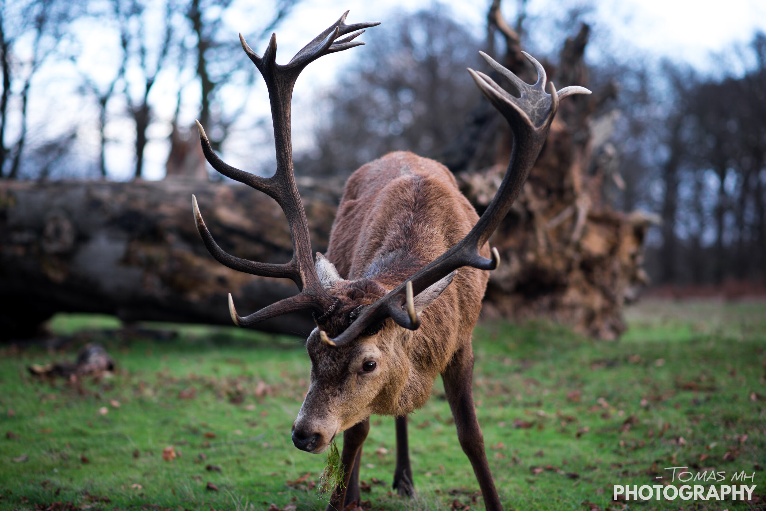 horned branches w.jpg