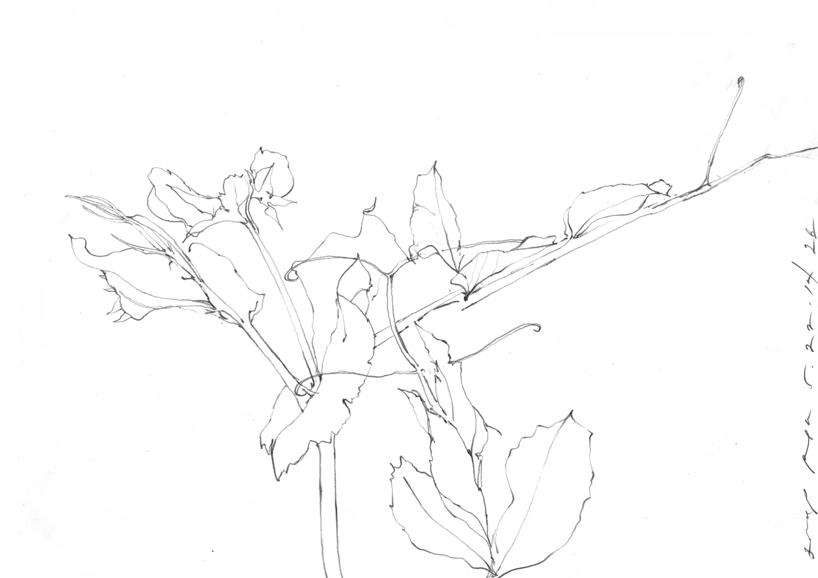 Studies from the garden