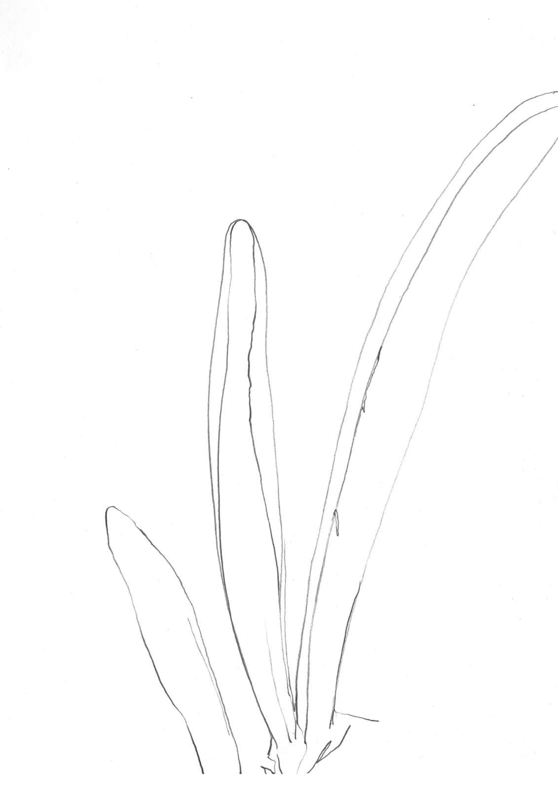 583fc2757f4f34c9-plant_10.jpeg